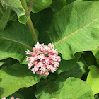 Milkweed