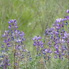 Silver bush lupine