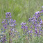 Silver bush lupine