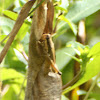 Olive-green Swamp Grasshopper