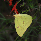 Cloudless sulphur (female)