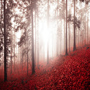 Misty Fall Forest Wallpaper Theme Chrome extension download