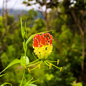 Flame lily, Agnishika