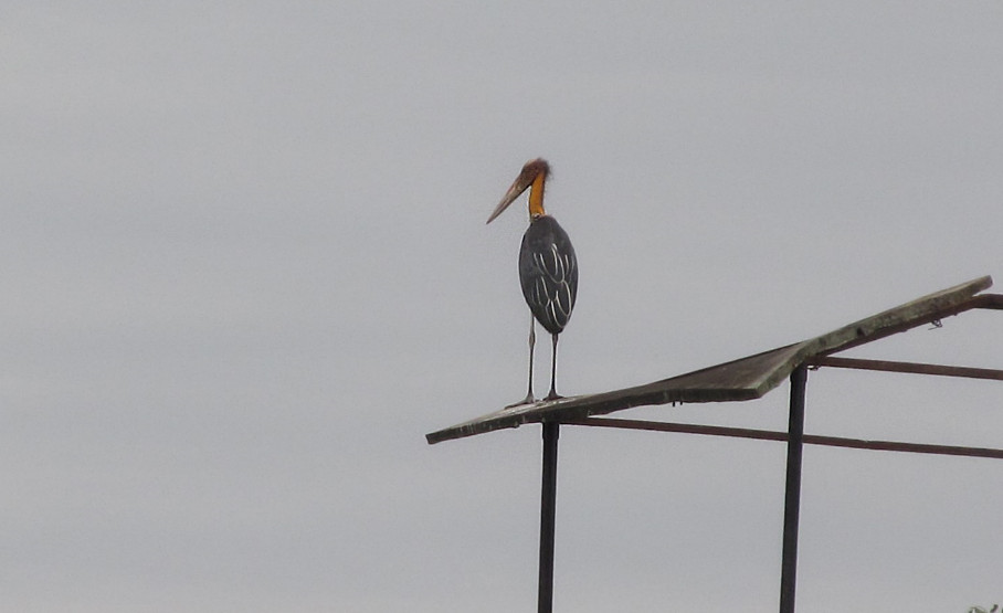 Lesser Adjutant Stork