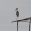 Lesser Adjutant Stork