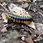 Yellow-spotted Millipede