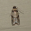 Tortricid Moth