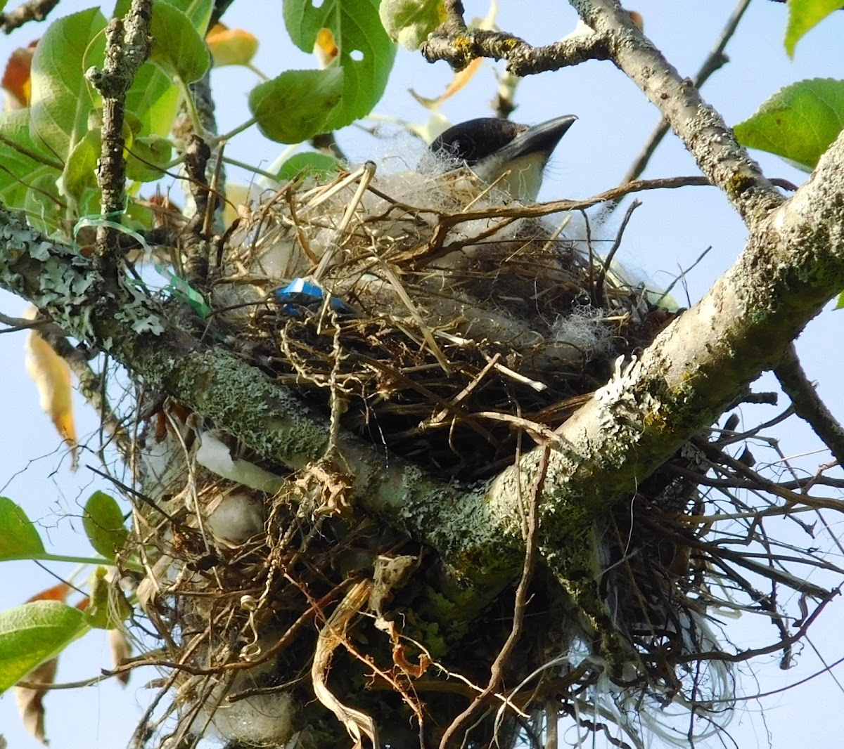 Eastern Kingbird