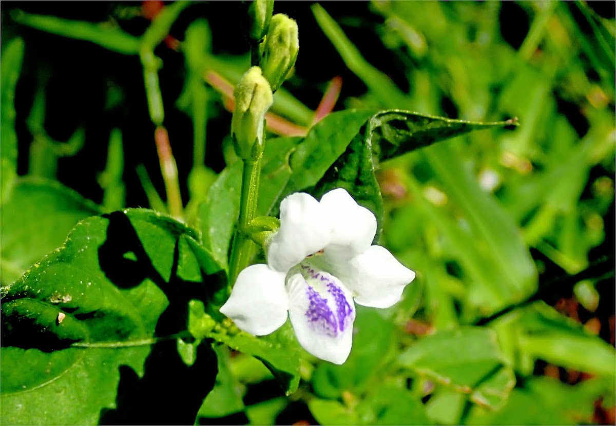 Asian Coromandel