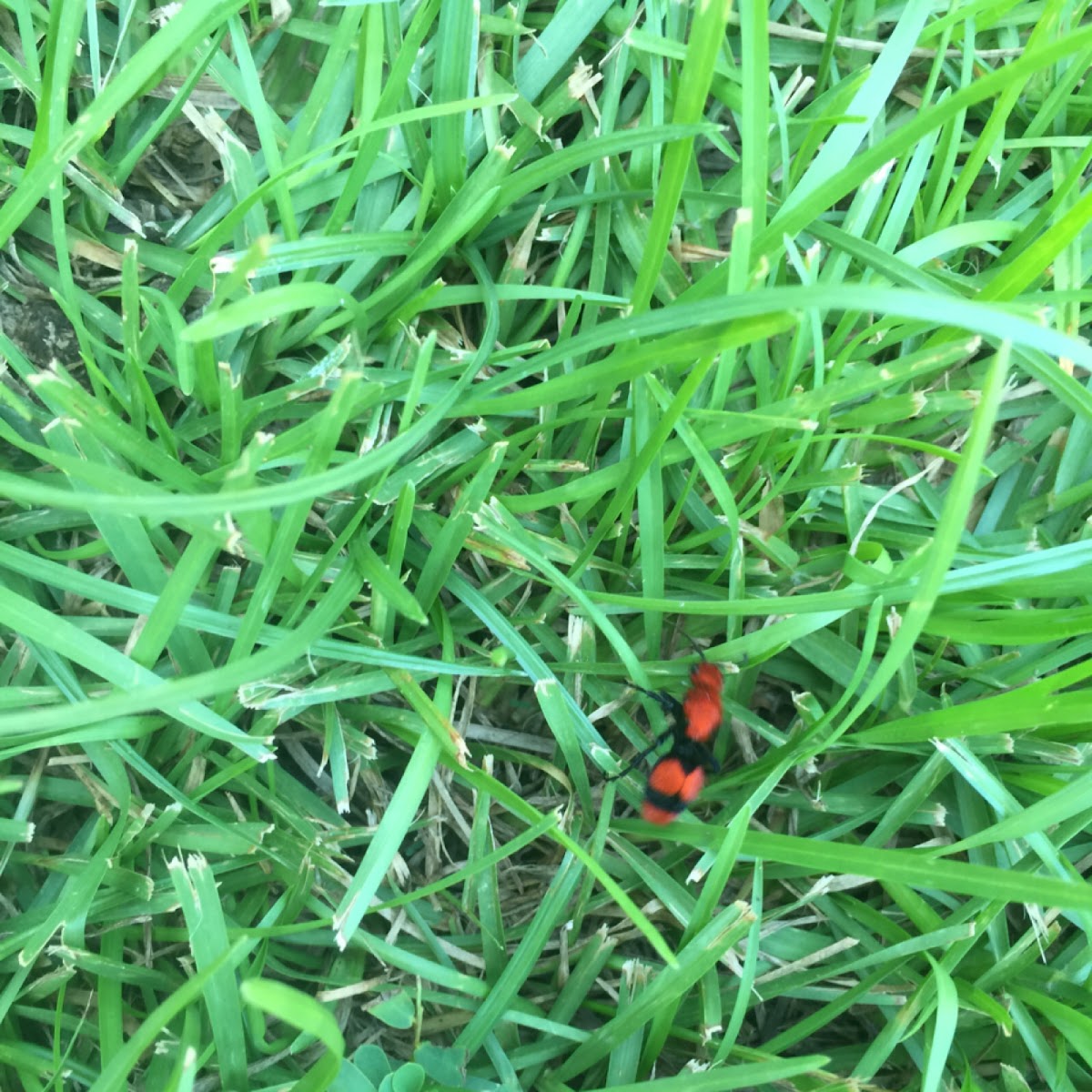 Red velvet ant