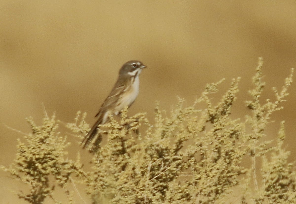 Bell's Sparrow