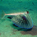 Flying gurnard