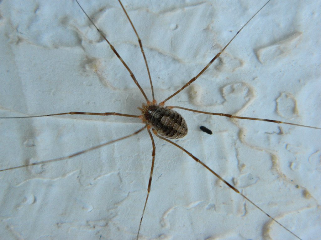 Opilio ruzickai harvestman