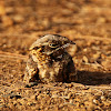 Indian Nightjar