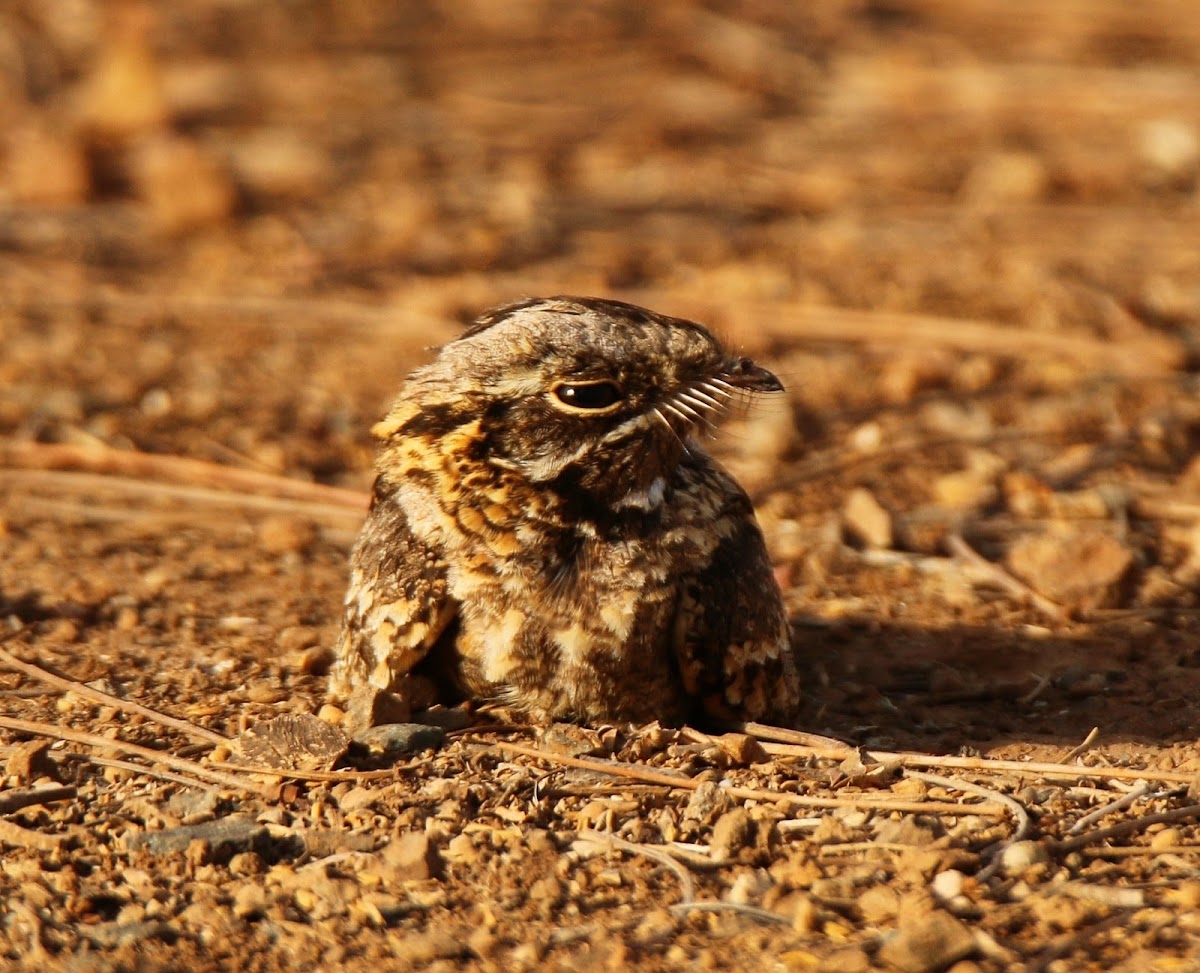 Indian Nightjar