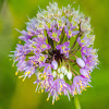 autumn onion, prairie onion