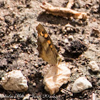 Speckled Wood