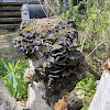 unidentified black polypore