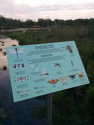 Insects