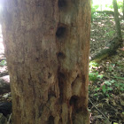 Wood Pecker holes