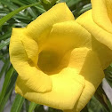 Yellow Oleander