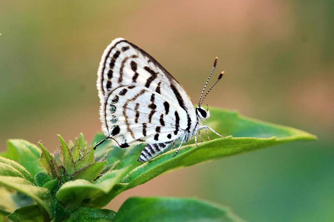 Mediterranean Tiger Blue