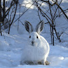 Snowshoe Hare