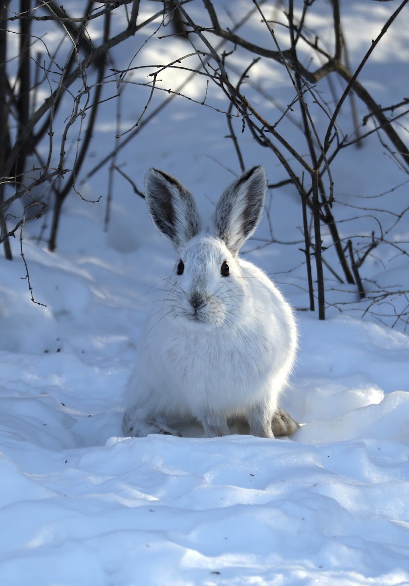 Snowshoe Hare