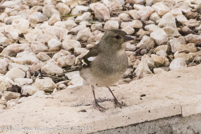 Chaffinch; Pinzón Común