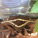 Eastern Giant Swallowtail