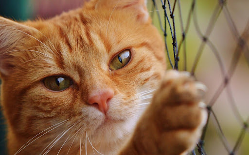 Curious Orange Cat Gazes Through the Mesh screenshot 2