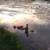 Female Mallard with ducklings