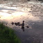 Female Mallard with ducklings