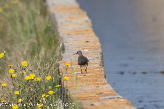 Common Sandpiper; Andarríos Chico