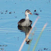 Common Gallinule (immature)