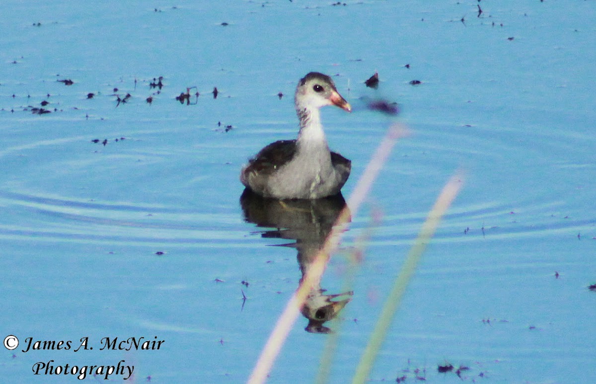 Common Gallinule (immature)