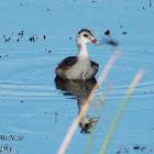 Common Gallinule (immature)