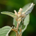 Wooly Croton, Hogwort