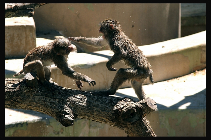 Guerra tra macachi di David Marrone