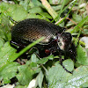 Green Carab Beetle