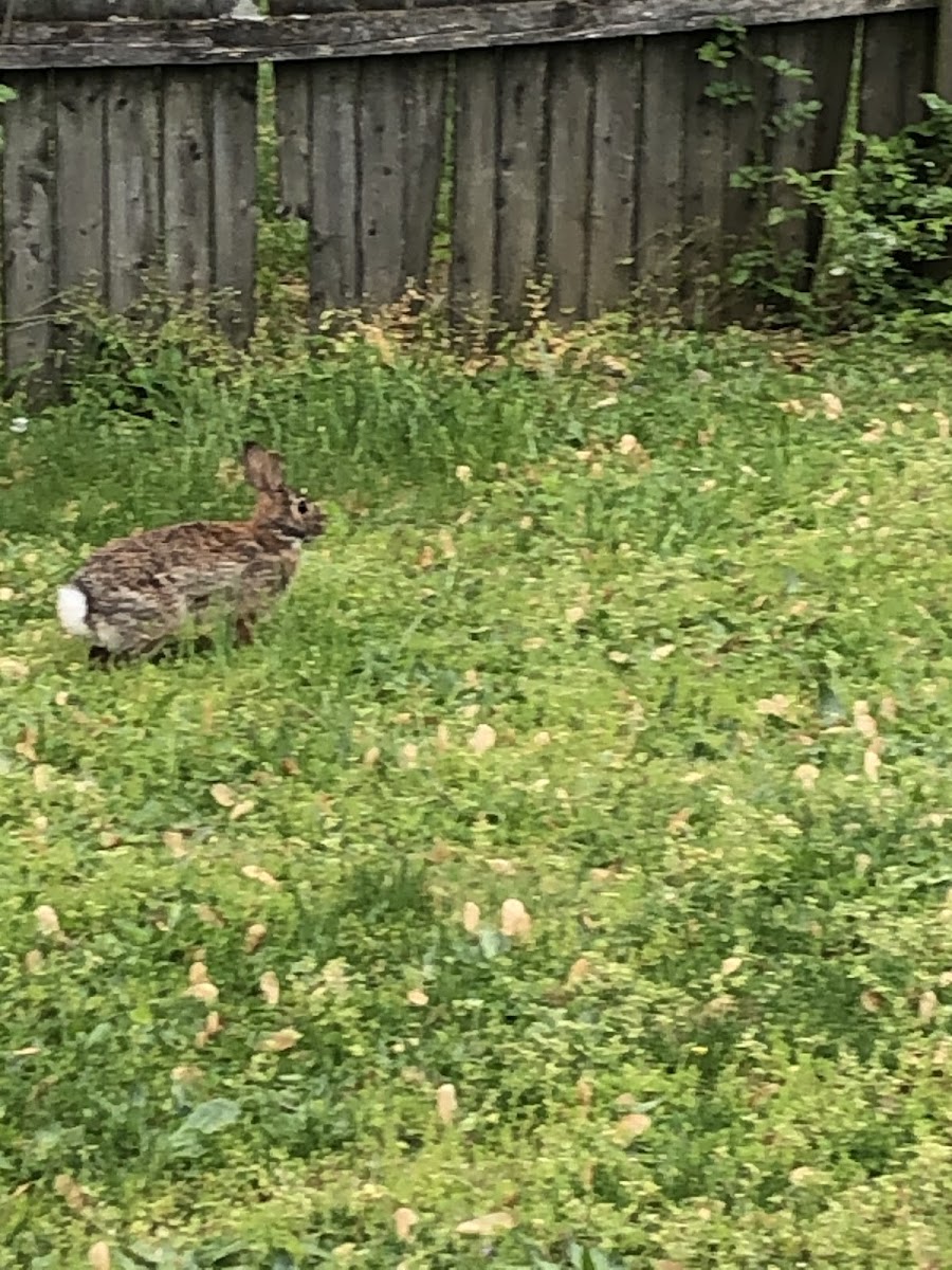 Cottontail rabbit