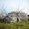 American Crocodile