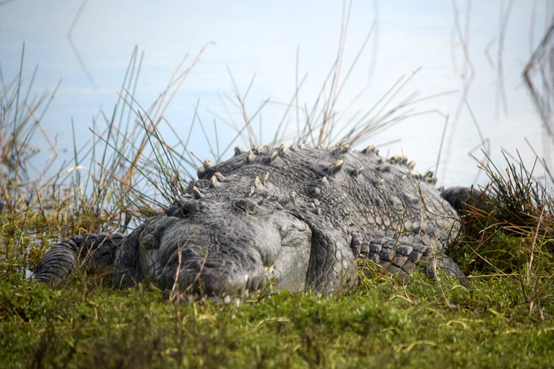 American Crocodile