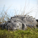 American Crocodile