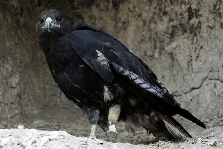 An Augur Buzzard is seen with a prosthesis leg at the Soysambu Raptor Centre inside Soysambu Conservancy in Nakuru, Kenya, April 12, 2022.