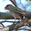 House Finch