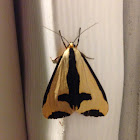 Clymene Moth