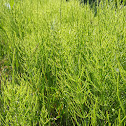 Field horsetail