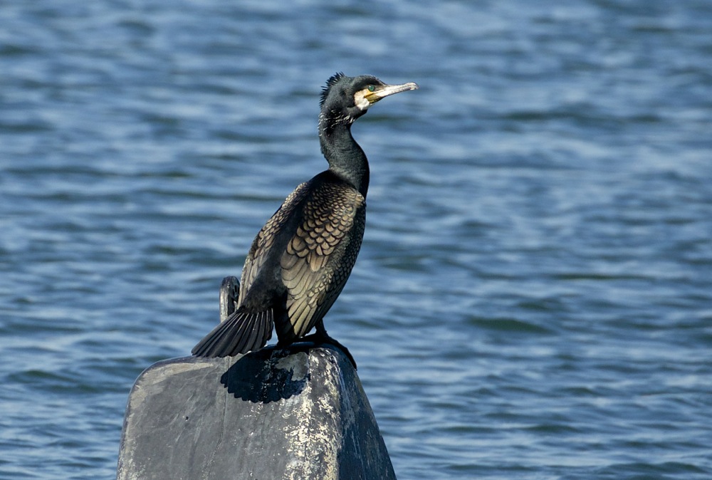 Great Cormorant