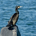 Great Cormorant